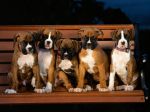 Boxer_Puppies.jpg