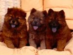 Cozy_Couch,_Chow_Chow_Puppies.jpg