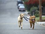 Dog_Walking,_Golden_and_Yellow_Labrador_Retriever_Mix.jpg
