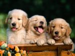 Friends_Forever,_Golden_Retriever_Puppies.jpg