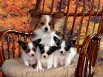 Papillon_Mom_and_Puppies.jpg