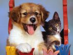Pretty_Puppy_and_Calico_Kitten.jpg