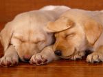 Sleeping_on_the_Job,_Lab_Puppies.jpg