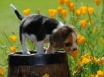 Spring_Scents,_Beagle_Puppy.jpg