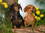 Winston_and_Maggie,_Dachshunds.jpg