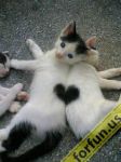 Heart_On_Cats.jpg
